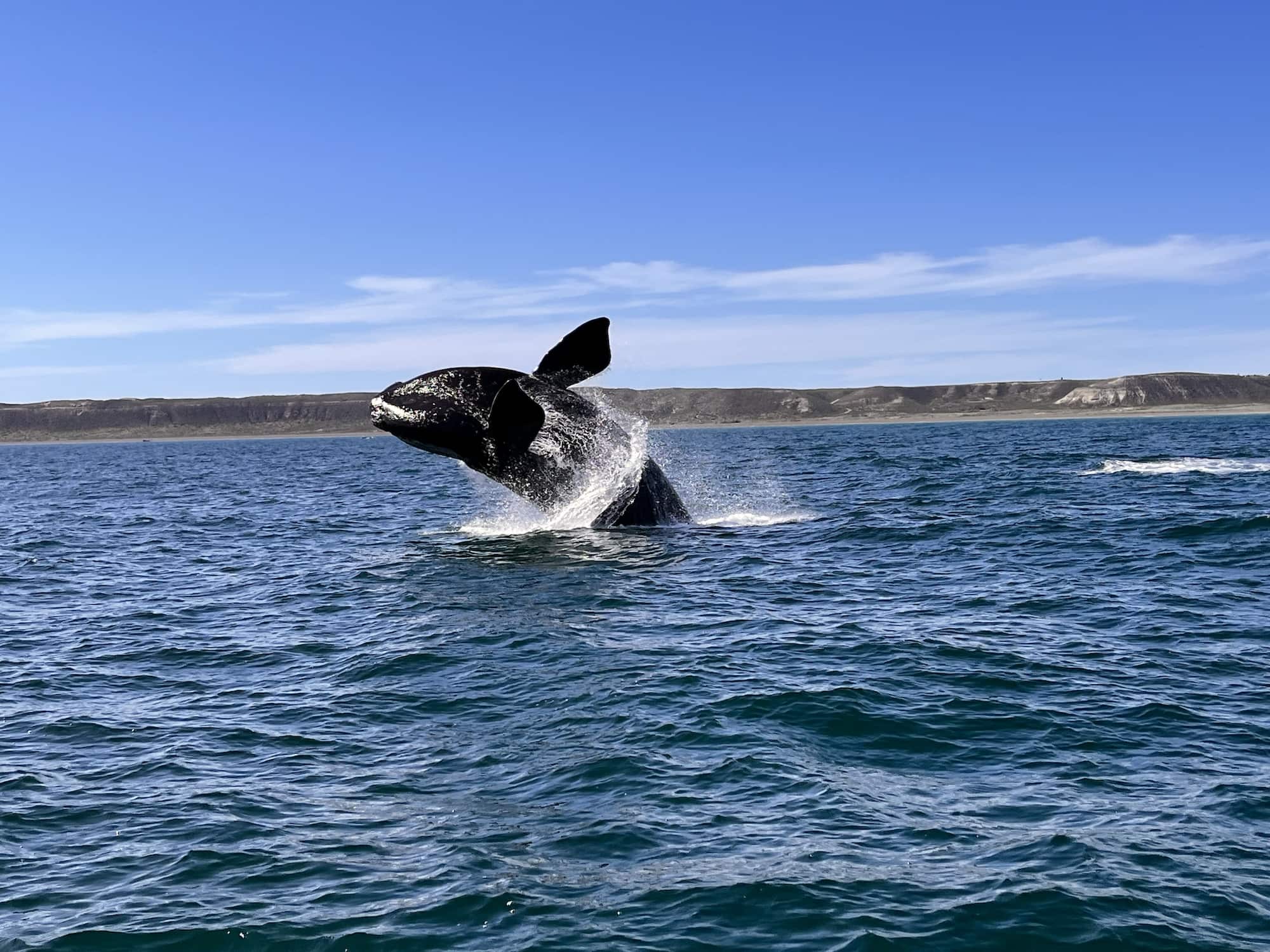 Whale watching in Argentina things to do